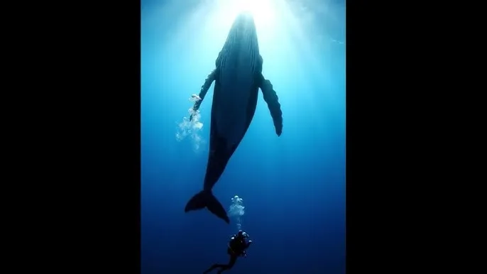 反差少妇秦嘉倪 - 深蓝星球：探索海洋深处的未知世界